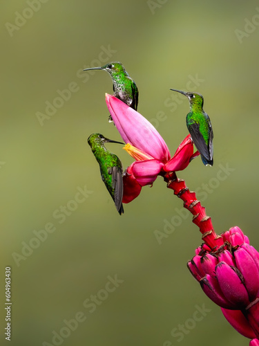 Three Green-crowned brilliant Hummingbird sitting and collecting nectar from pink flower on green background