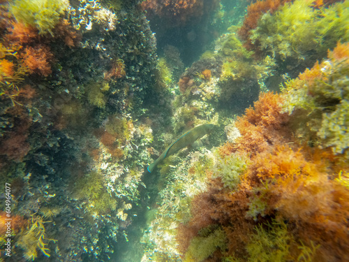 Underwater image Marine reserve in Denia Alicante Spain Sant Antoni cape