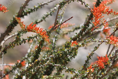 Ocotillo, Fouquieria Splendens, displaying springtime blooms in the Borrego Valley Desert, a native perennial monoclinous arborescent shrub with racemose panicle inflorescences. photo