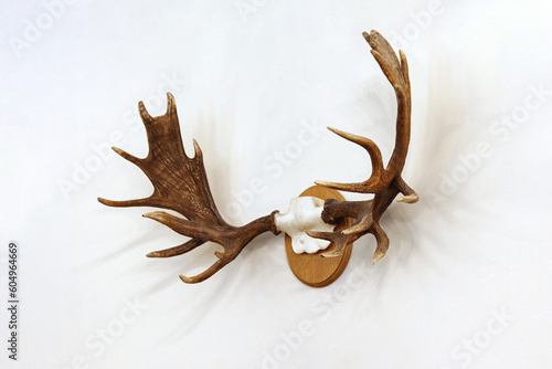 Elk antlers hanging on the wall, dry antlers, trophy hunter