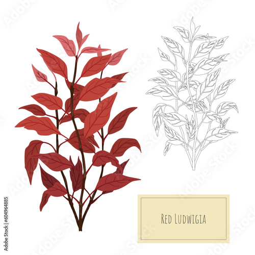 Isolated aquarium plant. Cartoon drawing of aquatic herb. Decoration grass outline art. Undewater floristic object