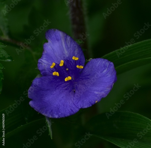 Wildflower in the spring garden