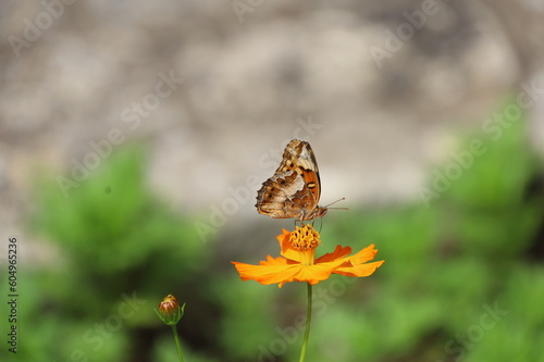 Butterfly on Flower