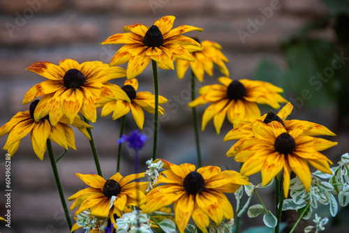 Royal gardens with plants, colourful flowers and insects