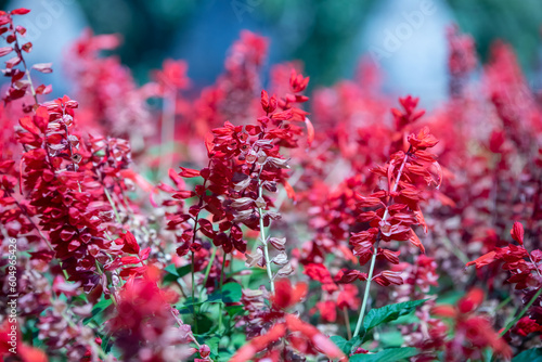 Royal gardens with plants, colourful flowers and insects