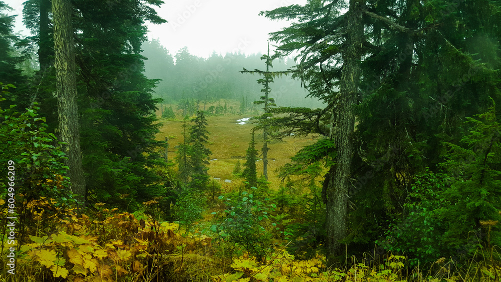 Obraz premium Bosque de Alaska