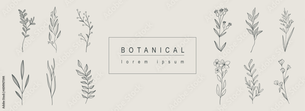 Botanical abstract background with floral line art design. Horizontal web banner with composition of herbal and bouquet collection with flowers, wildflowers, herbs and twigs. Vector illustration.