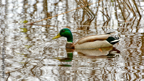  wild duck drake in a river floodplain