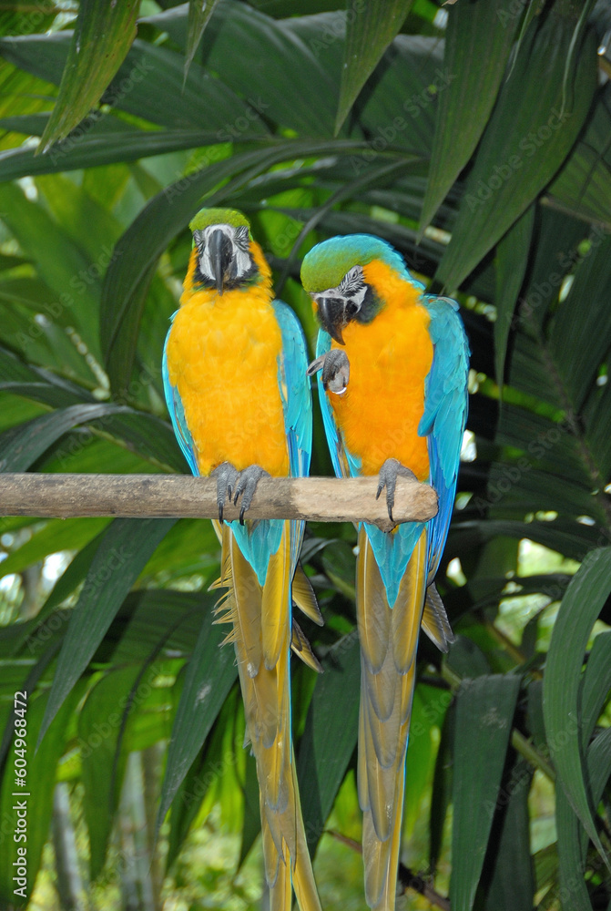 Obraz premium blue and yellow macaws
