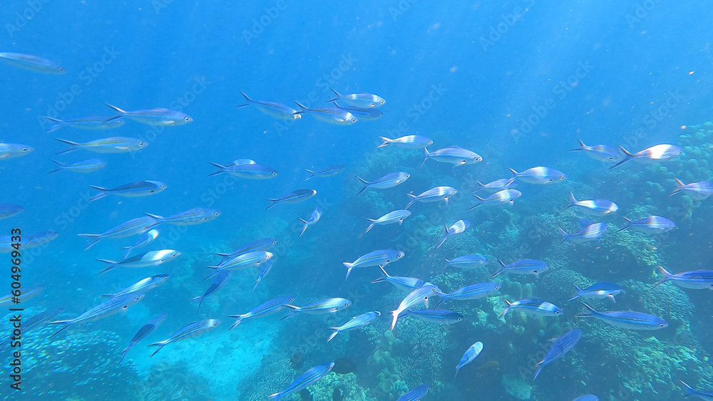 Fototapeta premium School of yellow stripe scad fish in beautiful coral reef in Surin island national park, Thailand.