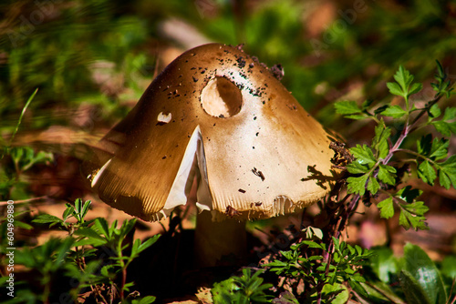 golden mushroom with hole in cap, amanita palloides mortal mushroom in forest of mexiquillo durango  photo