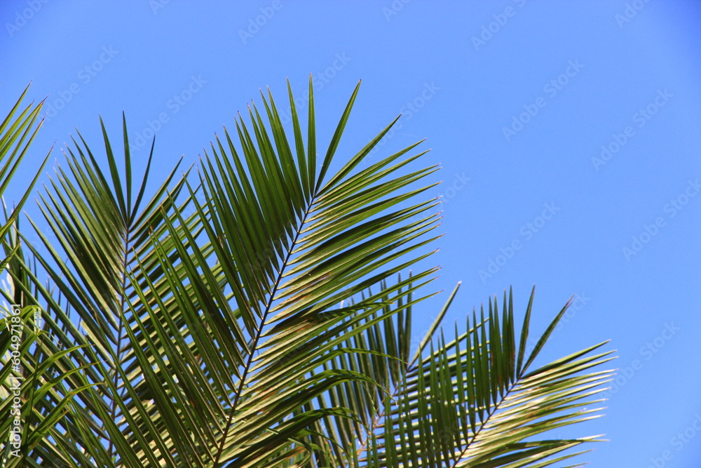 Fototapeta premium plam tree or coconut branch with bluesky background.