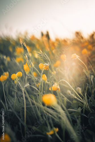 Gelbe Blumen auf einer Wiese im Sonnenlicht
