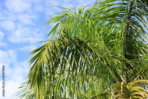 plam tree or coconut branch with bluesky background.