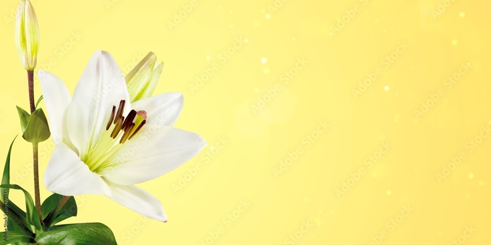 Beautiful fresh aroma lily flowers