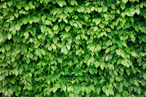 Creative layout made of green leaves. green leaves background, Green leaves pattern background, Natural background and wallpaper. Nature concept.