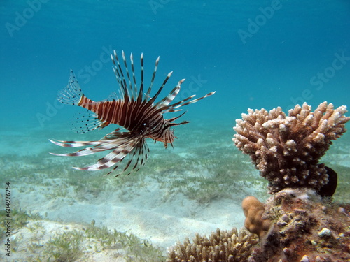 Lion Fish in the Red Sea in clear blue water hunting for food . Lion Fish  the lionfish preys on a coral reef protected by its long venomous spines. 