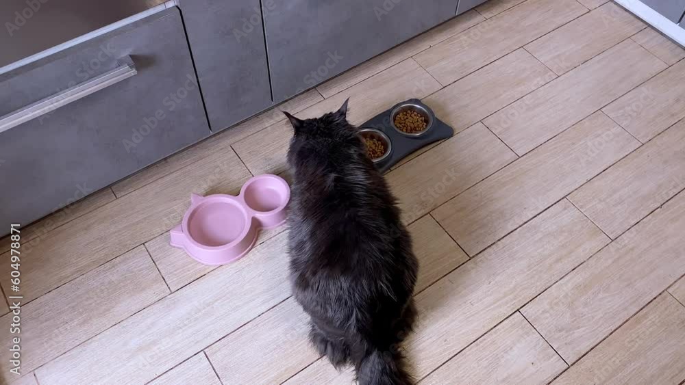Dry food for Maine Coons. The cat eats his lunch. A big black cat eats