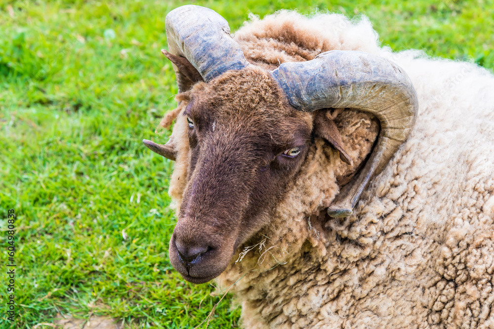 A view of a ram in a paddock near Melton Mowbray in Summertime