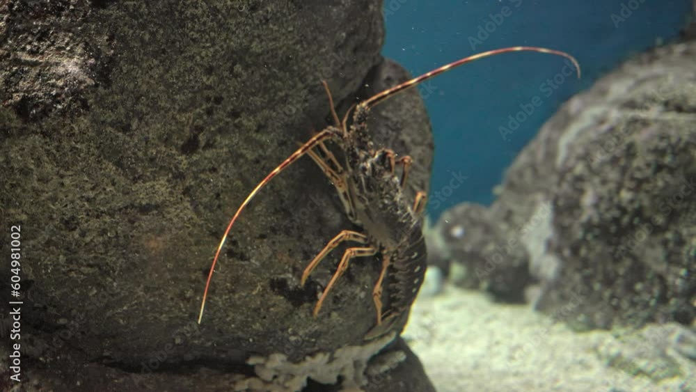 Crustacean closeup on a rock at the bottom of the ocean, long antennae
