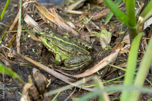 frog in the grass