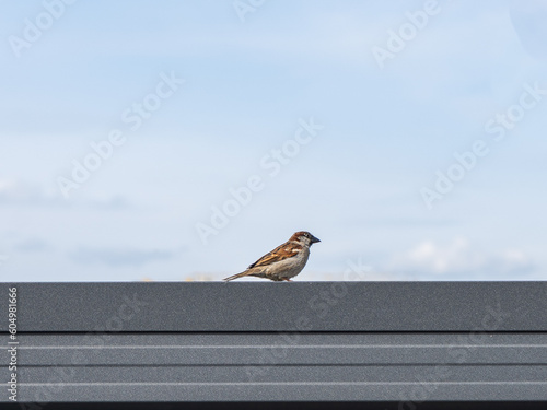 sparrow on a wire