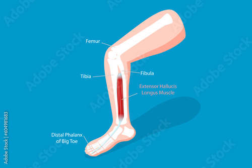 3D Isometric Flat Vector Conceptual Illustration of Extensor Hallucis Longus Muscle, Labeled Educational Anatomical Scheme