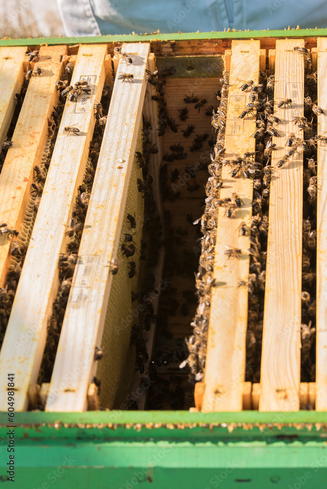 Honey bees on beehive at apiary Honey bees on beehive at apiary