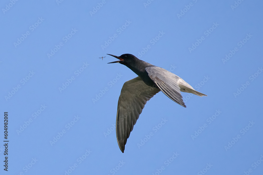Obraz premium Black tern (Chlidonias niger)