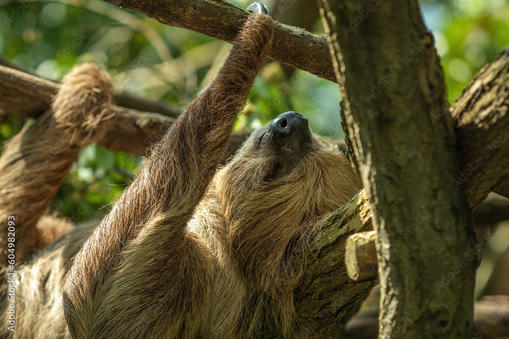 Fototapeta premium Serene Portrait of a Sloth in its Natural Jungle Habitat. Capturing the Peaceful and Endearing Nature of this Adorable and Endangered Mammal.