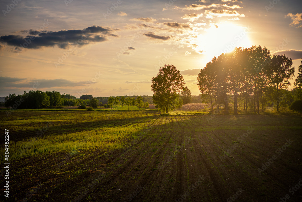 Beautiful landscape. Summer field in the forest at sunset