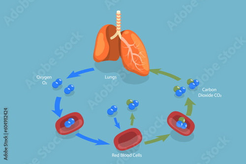 3D Isometric Flat Vector Conceptual Illustration of Human Gas Exchange, Inspiration and Expiration photo
