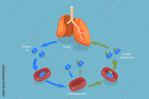 3D Isometric Flat Vector Conceptual Illustration of Human Gas Exchange, Inspiration and Expiration