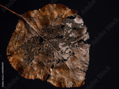old leaf