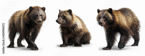 Wolverines animal collection isolated on white background, Generative AI
