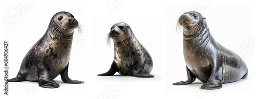 Seal Marine mammal animal collection isolated on white background, Generative AI