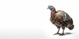 Turkey bird isolated on white background, Generative AI