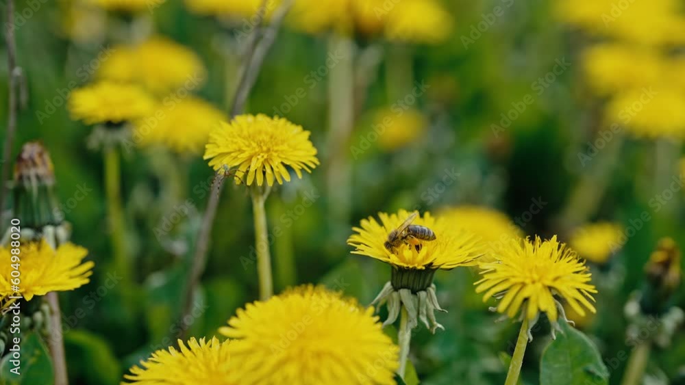 Bee on yellow dandelion flower collecting nectar. Insects gathering pollen. Bee on yellow dandelion flower collecting nectar. Insects gathering pollen.