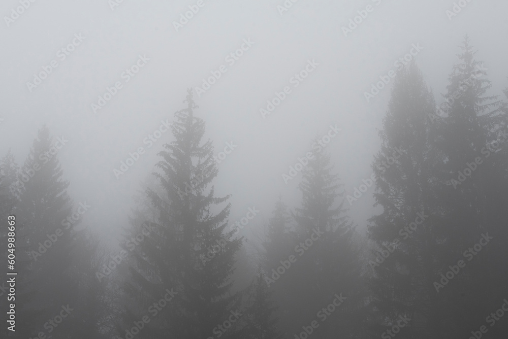 Fog in the forest 