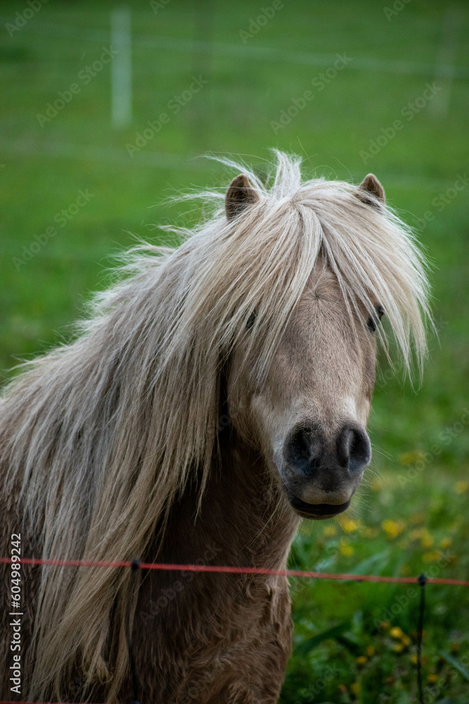 Obraz premium animaux divers