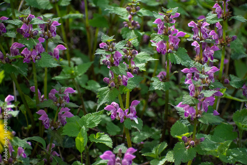 Wallpaper Mural plein d'animaux Torontodigital.ca