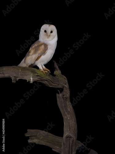 Barn owl  Tyto alba
