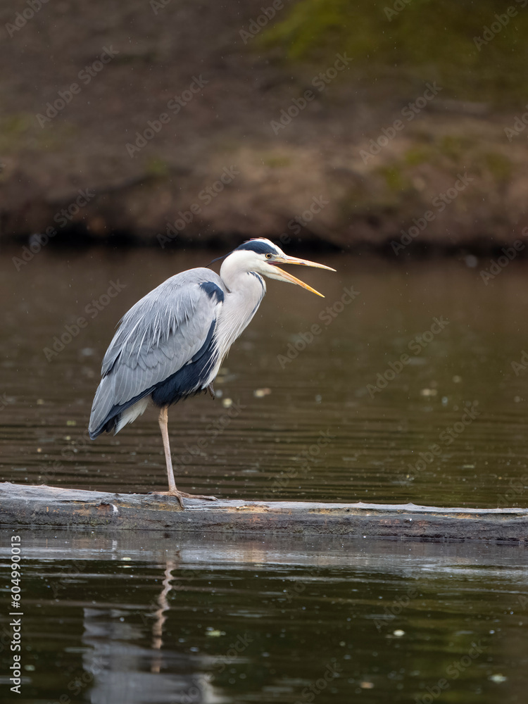 Naklejka premium Grey heron, Ardea cinerea