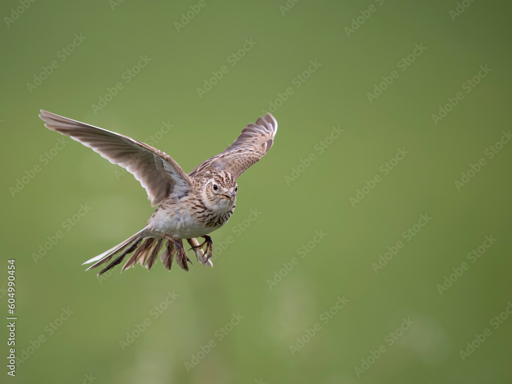 Fototapeta premium Skylark, Alauda arvensis