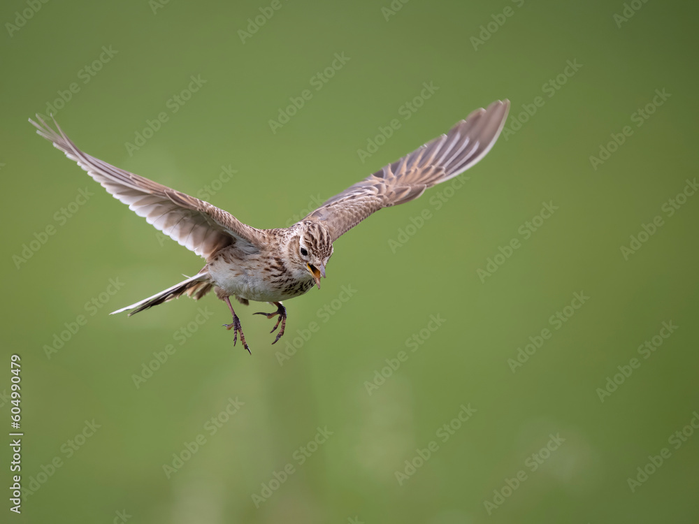 Obraz premium Skylark, Alauda arvensis