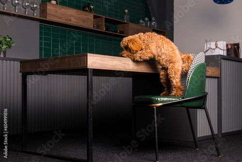 Adorable young brown poodle dog peeking onto the table while standing on its hind legs. climbs onto the table. indoors.