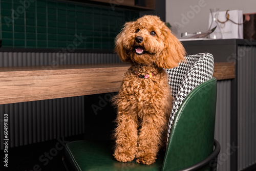 Adorable young brown poodle dog sitting on a chair by the table. indoors.