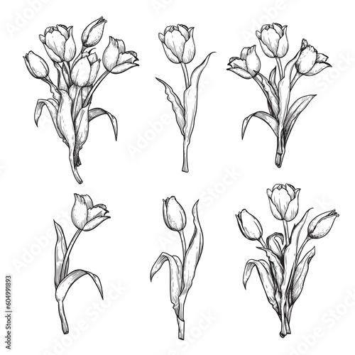 Hand drawn sketch style tulips set. Retro vintage botany drawings. Best for invitations, holiday, spring flowers designs. Vector illustrations collection.