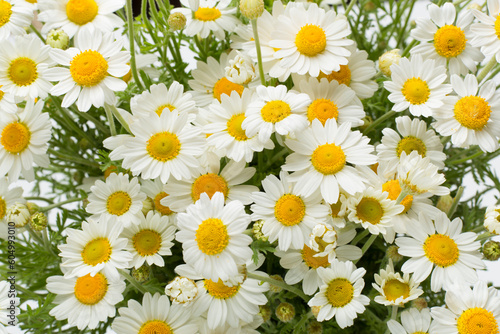 Camomile flowers as background, top view