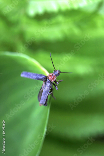 Сute bug sitting on plant